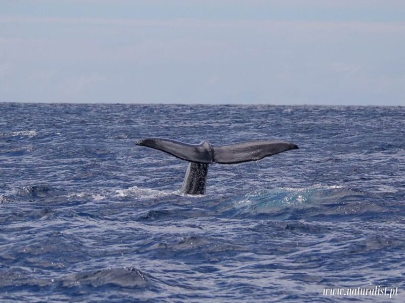 Horta: Whale and Dolphin Watching Expedition - Weather & Wildlife Sightings