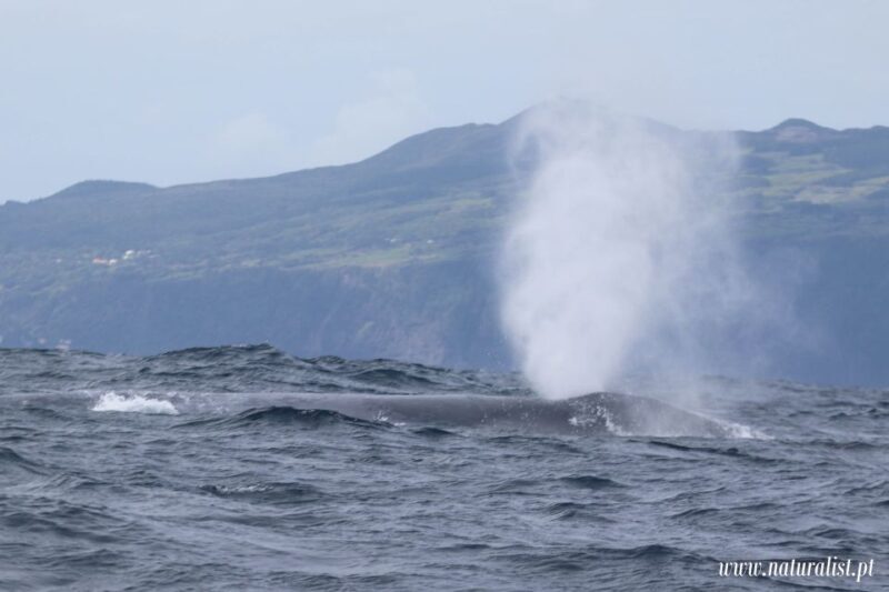 Horta: Whale and Dolphin Watching Expedition - Cost & Value
