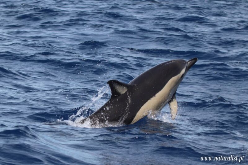 Horta: Whale and Dolphin Watching Expedition - FAQ