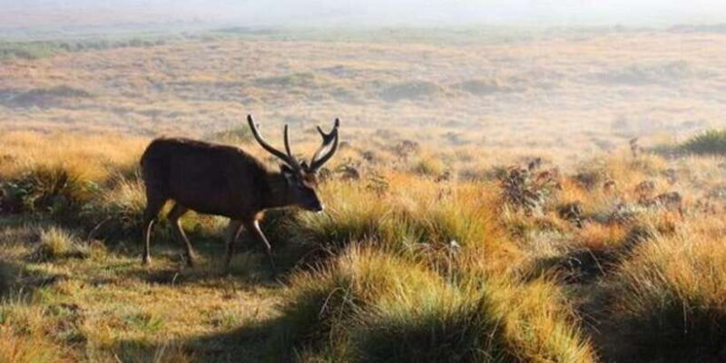 Horton plains: Discover real essence of central highland - Exploring the Heart of Sri Lanka’s Central Highlands: Horton Plains