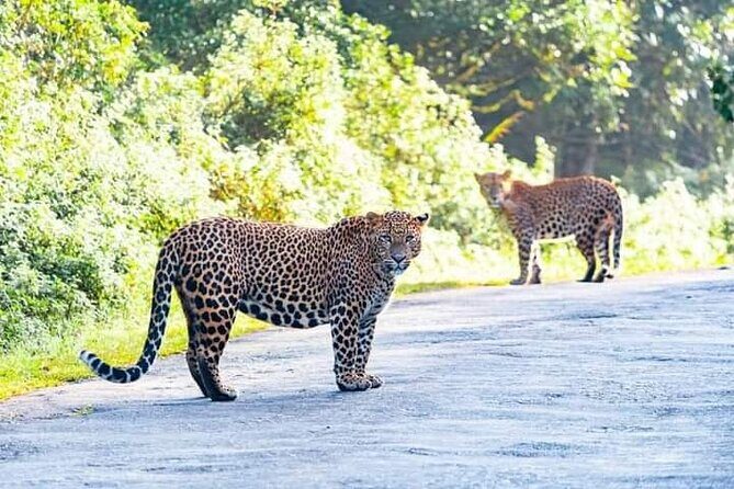 Horton Plains National park - Practical Tips for Your Horton Plains Experience