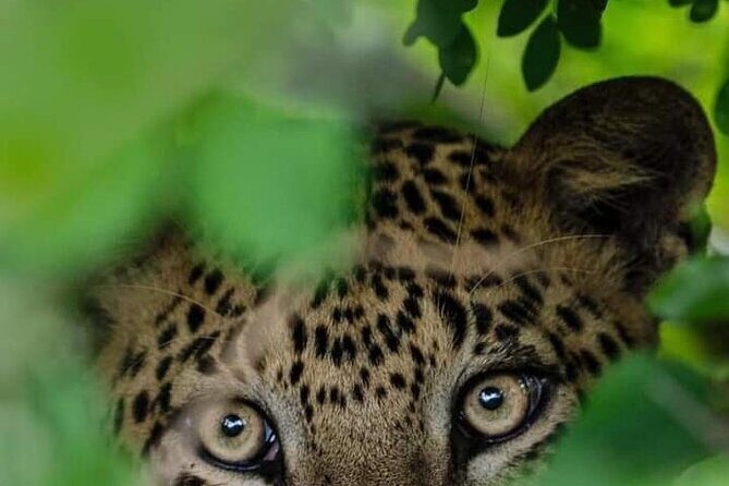 Horton Plains National park - Final Thoughts: Is This Tour Worth It?