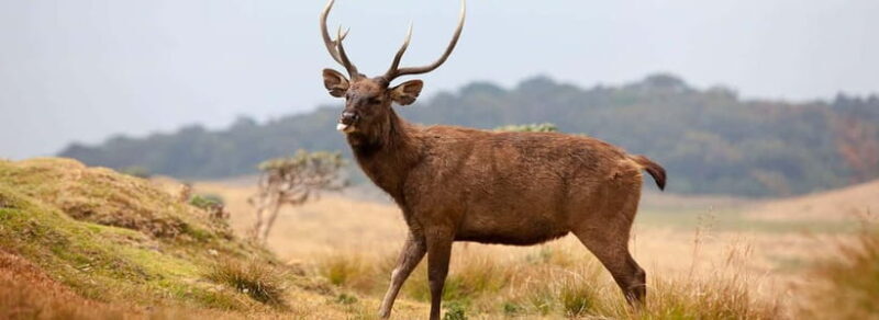 Horton Plains National Park From Nuwara Elia Tuk Tuk Tour - The Practical Side: What’s Included and What’s Not