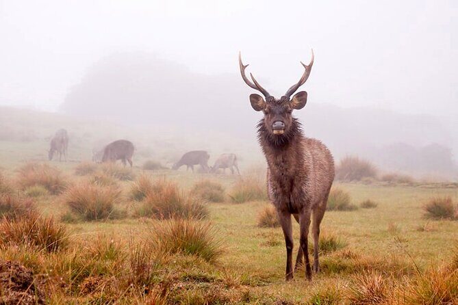 Horton Plains Park & Worlds End Guided Trekking From Nuwara Eliya - Authentic Traveler Insights