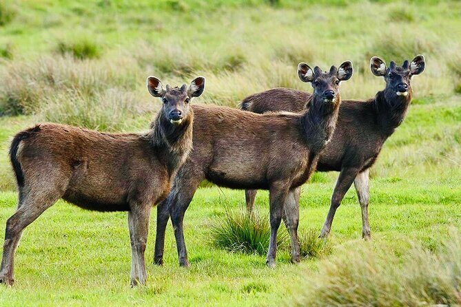 Horton Plains Park & Worlds End Guided Trekking From Nuwara Eliya - Frequently Asked Questions