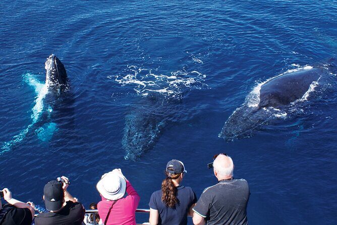 Hot Air Balloon Gold Coast and Seaworld Whale Watching - Final Thoughts: Is This Tour Worth It?