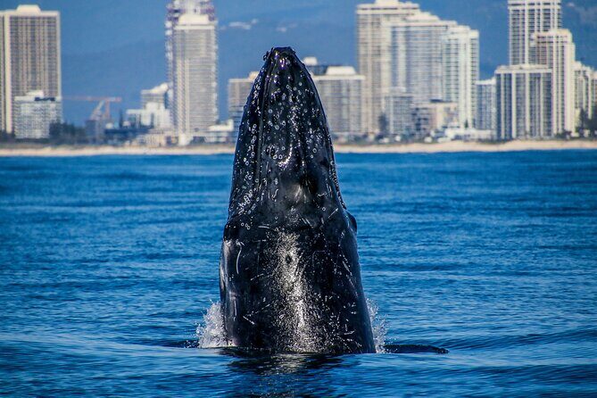 Hot Air Balloon Gold Coast and Seaworld Whale Watching - FAQ