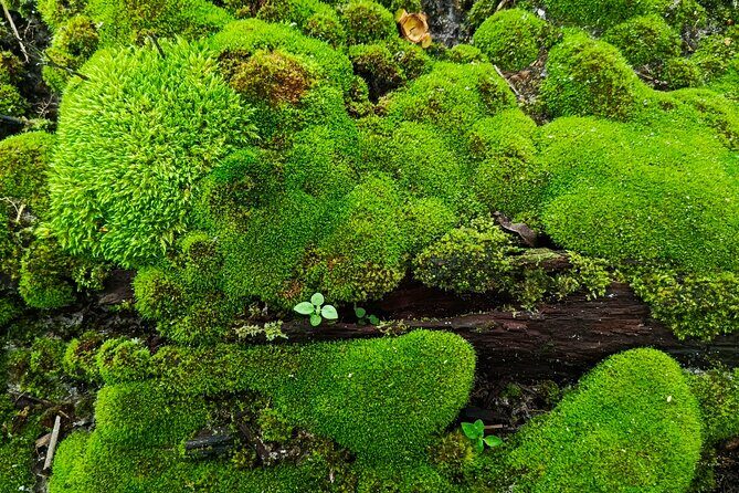 Hot Springs NP Self Guided Driving and Walking Audio Tour - What’s Included and How It Works