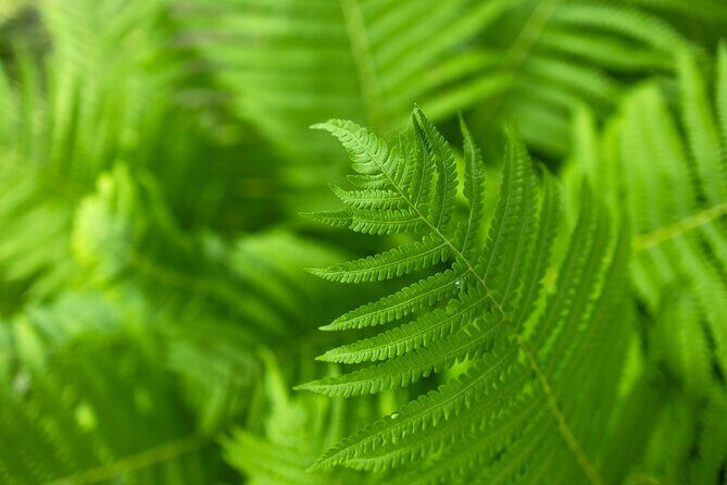 Hot Springs NP Self Guided Driving and Walking Audio Tour - Scenic Overlooks and Views of Hot Springs