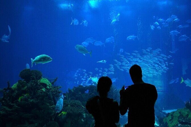Houston City Tour and Downtown Aquarium All Rides Pass - Exploring Houston: A City Tour and Aquarium Combo That Delivers