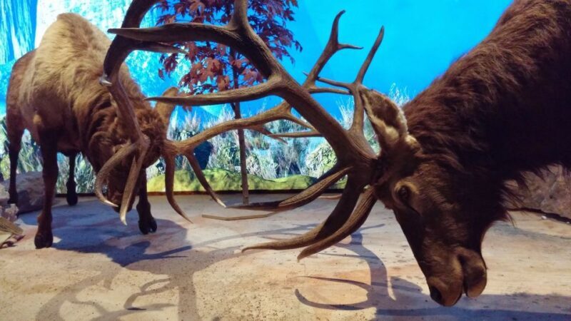 Houston CityPASS®: Save up to 51% at 5 Top Attractions - FAQ