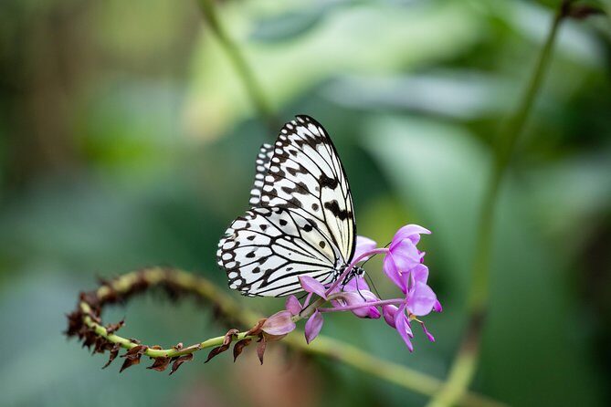 Houston Museum of Natural Science and Cockrell Butterfly Center - Pricing and Value