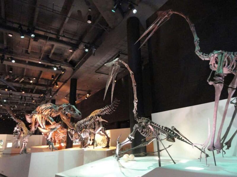 Houston: Museum of Natural Science Entry & Digital Tour - Houston: Museum of Natural Science Entry & Digital Tour — A Balanced Look