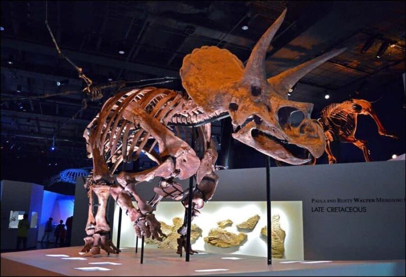 Houston: Museum of Natural Science Entry & Digital Tour - Price & Value