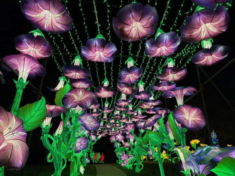 Houston: Radiant Nature Winter Light Show Tickets - Key Points
