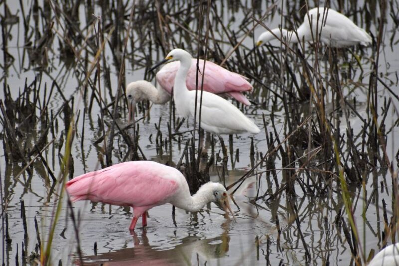 Houston: San Jacinto Museum Ticket - The Sum Up