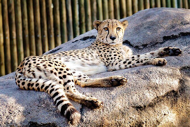 Houston Self-Guided Audio Tour - Houston Self-Guided Audio Tour: A Practical Look at Exploring Space City