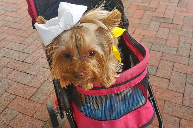 Howl O Ween Doggy Costume Party Cruise - Final Thoughts