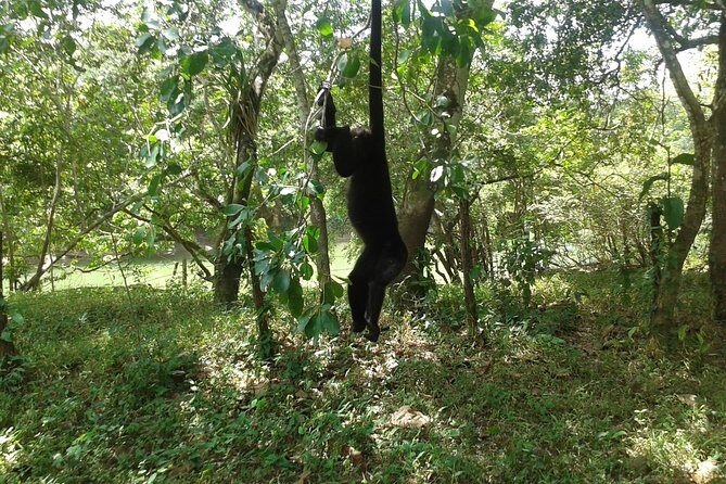 Howler Monkey Sanctuary and Kukumba Beach from Belize City - A Day of Nature and Relaxation: Howler Monkey Sanctuary and Kukumba Beach from Belize City