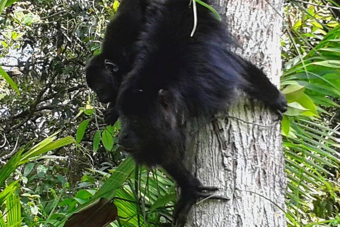 Howler Monkey Sanctuary and Kukumba Beach from Belize City - Key Points
