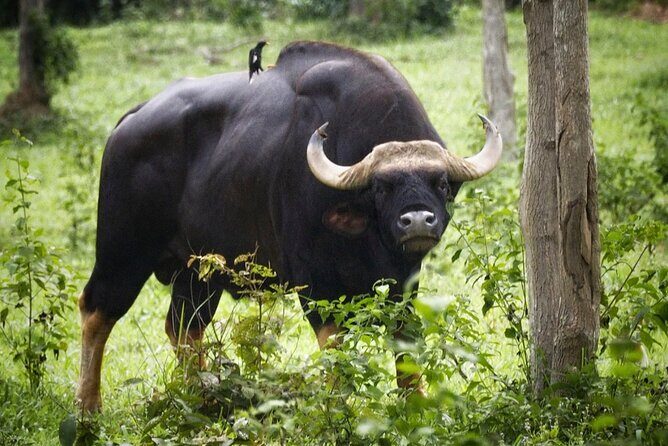 Hua Hin Kuiburi Wild Elephant Watching - Frequently Asked Questions (FAQs)