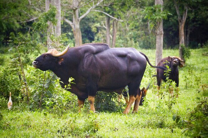 Hua Hin Kuiburi Wild Elephant Watching - The Sum Up