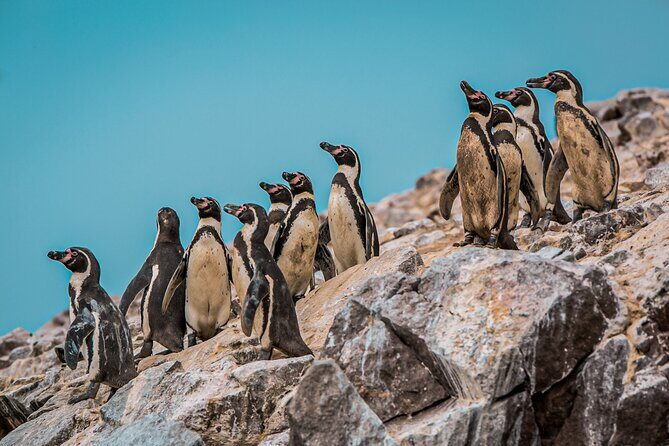 Huacachina and Paracas day trip from Lima - Who Will Love This Tour?