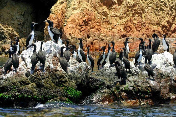 Huacachina Oasis & Ballestas Islands from Lima - Private Trip - Who Should Consider This Tour?