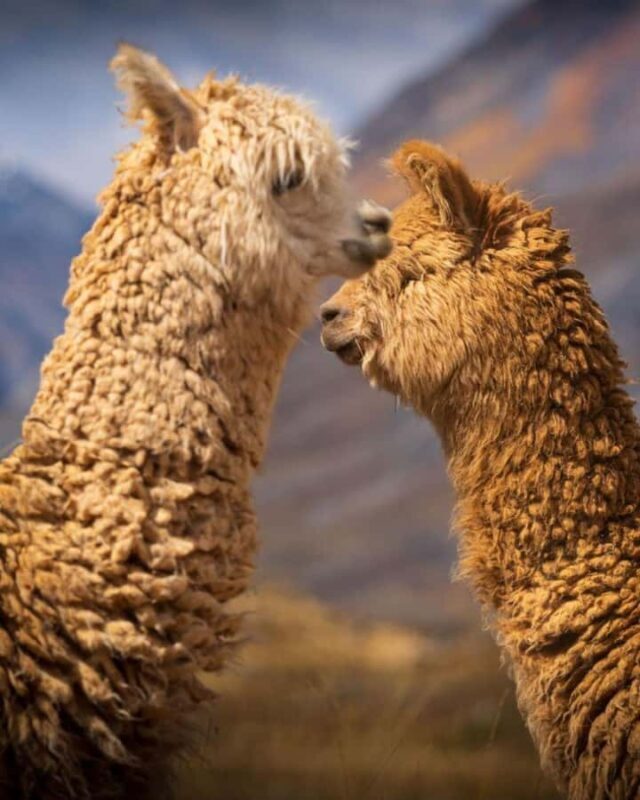 Huaraz : Laguna 69 - Gem of Cordillera Blanca - Key Points