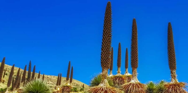 Huaraz: Nevado Pastoruri + Puya Raymondi Forest - Weighing the Experience: Is It Worth It?