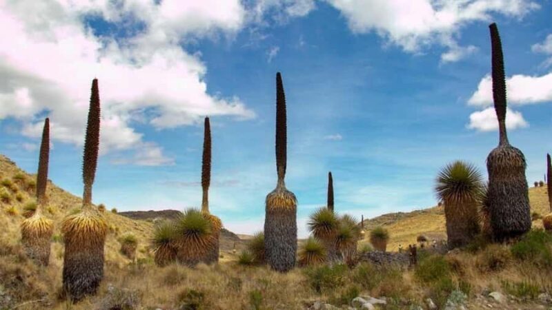 Huaraz: Nevado Pastoruri + Puyas Raymondi Forest - What’s Included and What’s Not