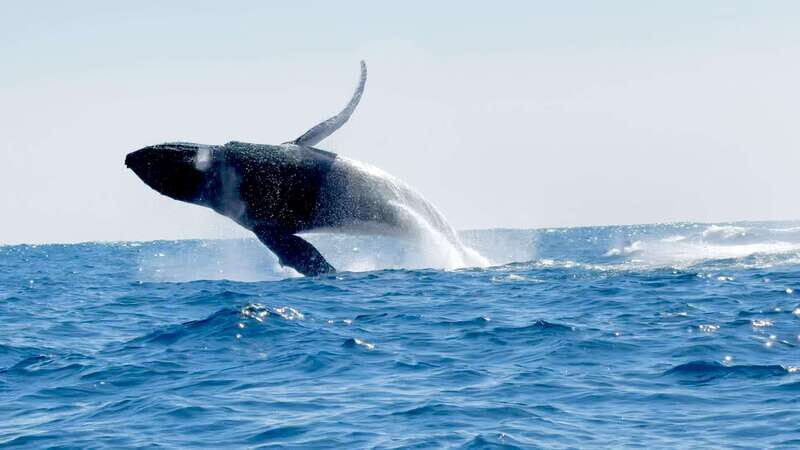 Huatulco: Awakening with Stars Dolphins Boat Cruise - A Deep Dive Into the Huatulco Dolphins Boat Cruise