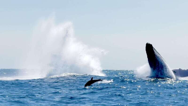 Huatulco: Awakening with Stars Dolphins Boat Cruise - FAQ