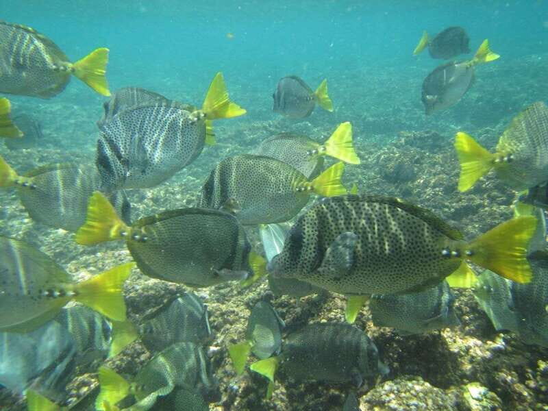 Huatulco: Bays Boat Tour with Snorkeling and Hotel Pickup - FAQ