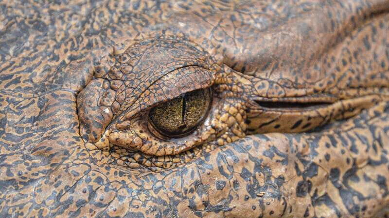Huatulco: Ecotour with Crocodiles & migrating birds - Frequently Asked Questions
