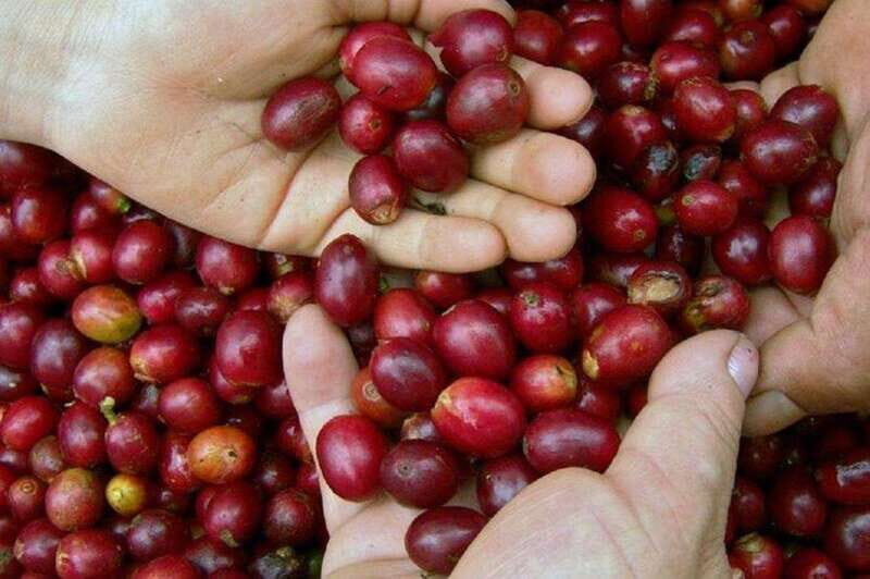 Huatulco: Local Coffee Tasting and Cultural Experience - Key Points