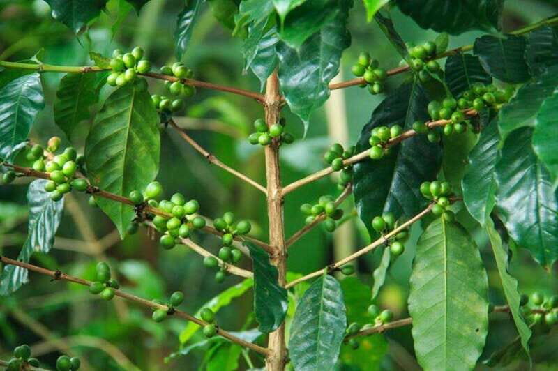 Huatulco: Local Coffee Tasting and Cultural Experience - FAQs