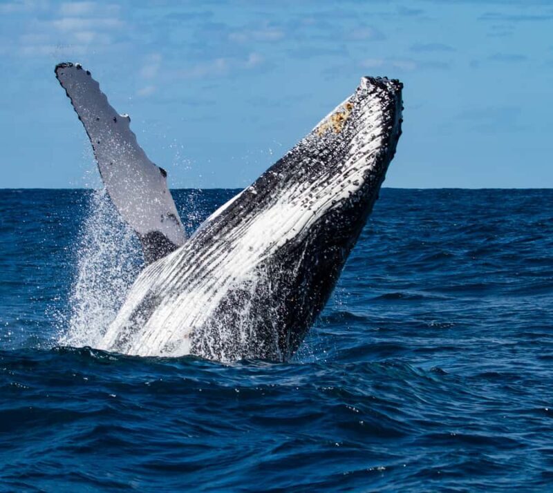 Huatulco: Marine mammal sighting and snorkeling - Key Points