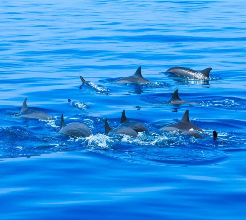 Huatulco: Marine mammal sighting and snorkeling - Final Thoughts: Is This Tour Right for You?