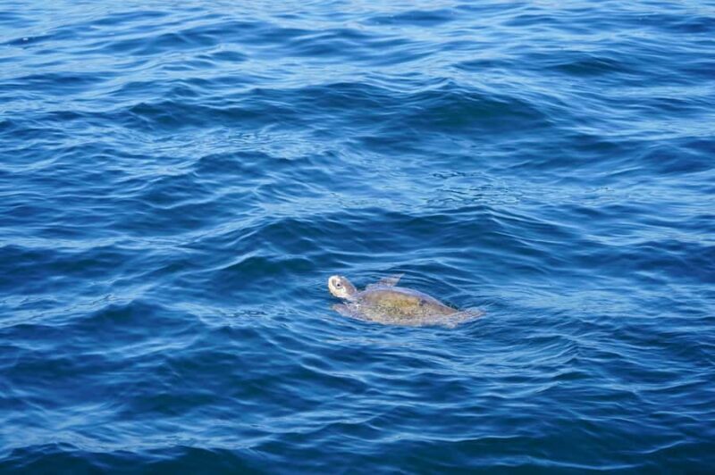 Huatulco: Marine mammal sighting and snorkeling - FAQ