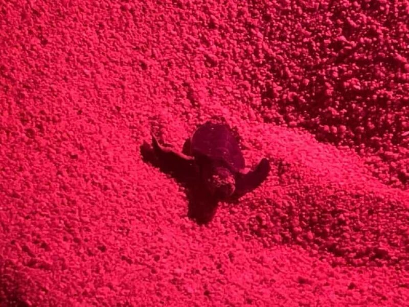 Huatulco: Nighttime sea turtle monitoring guided by a biologist - FAQ