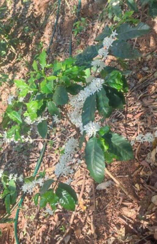 Huatulco: Private Coffee and Fruit Ranch Experience - Practical Tips for Travelers