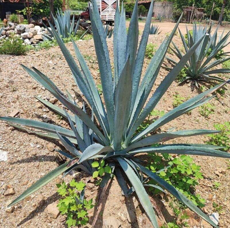 Huatulco: Private Mezcal Factory Experience - Discovering Oaxaca’s Spirit: The Private Mezcal Factory Experience in Huatulco