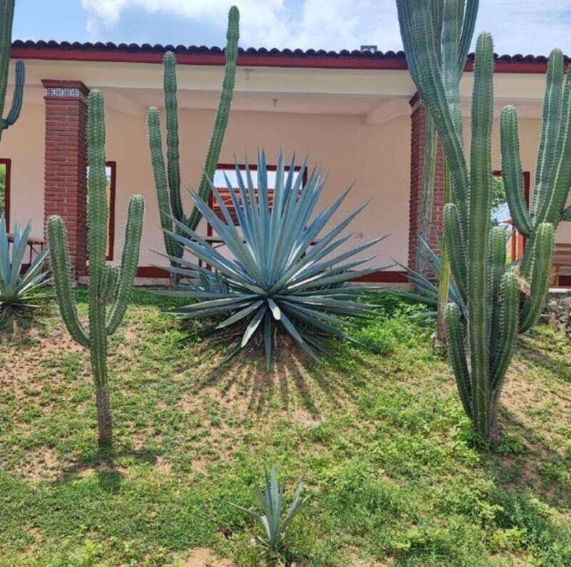 Huatulco: Private Mezcal Factory Experience - Who Will Love This Tour?