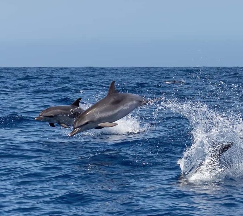 Huatulco: Sail at dawn and watch the marine life - FAQs