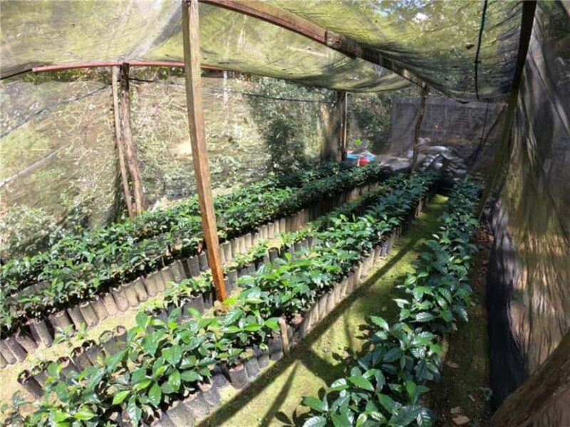 Huatulco: Santa Maria and Pluma Hidalgo Coffee Tour - FAQ