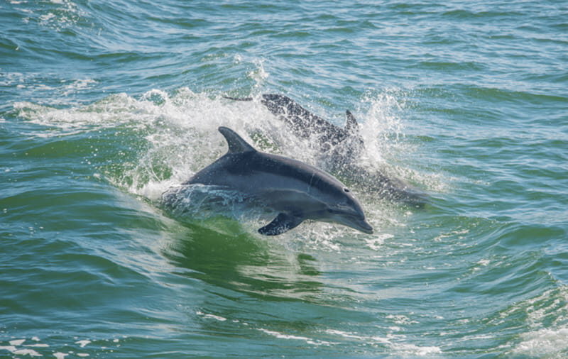 Huatulco: Sunrise Dolphin Watching with Beach Visit - Who Is This Tour Best For?