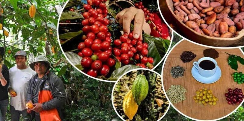 Huayopata Coffee or Cocoa 2-Day Private Tour - Huayopata Coffee or Cocoa 2-Day Private Tour: A Genuine Taste of Peruvian Agriculture