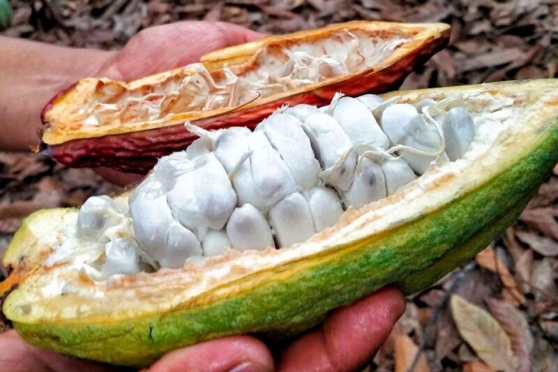 Huayopata | Prívate Chocolate Tour - FAQ