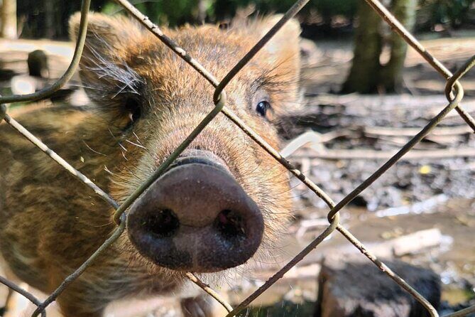 Huilo Huilo Reserve Tour from Valdivia with Lunch - Who Should Consider This Tour?